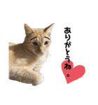 ねことなかまたち。（個別スタンプ：5）