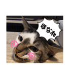 ねことなかまたち。（個別スタンプ：8）