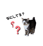 ねことなかまたち。（個別スタンプ：12）