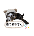 ねことなかまたち。（個別スタンプ：13）