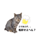 ねことなかまたち。（個別スタンプ：15）
