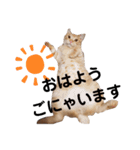 大豆くんと茶豆ちゃん（個別スタンプ：1）