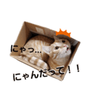 大豆くんと茶豆ちゃん（個別スタンプ：13）