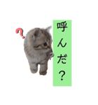 マンチカンふむ2（個別スタンプ：2）