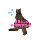 マンチカンふむ2（個別スタンプ：5）