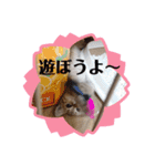 マンチカンふむ2（個別スタンプ：8）