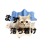 マンチカンふむ2（個別スタンプ：9）