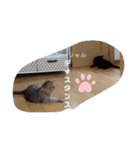 マンチカンふむ2（個別スタンプ：10）