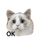 可愛い猫写真スタンプ1（個別スタンプ：1）