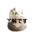可愛い猫写真スタンプ1（個別スタンプ：3）