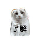 可愛い猫写真スタンプ1（個別スタンプ：4）