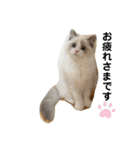 可愛い猫写真スタンプ1（個別スタンプ：5）