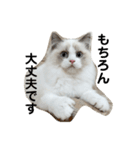 可愛い猫写真スタンプ1（個別スタンプ：7）