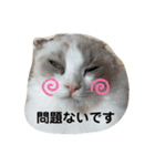 可愛い猫写真スタンプ1（個別スタンプ：8）