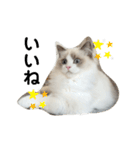 可愛い猫写真スタンプ1（個別スタンプ：9）