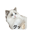 可愛い猫写真スタンプ1（個別スタンプ：10）