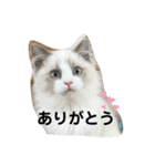 可愛い猫写真スタンプ1（個別スタンプ：12）