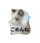可愛い猫写真スタンプ1（個別スタンプ：13）
