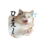 可愛い猫写真スタンプ1（個別スタンプ：18）