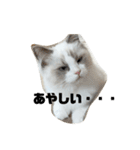 可愛い猫写真スタンプ1（個別スタンプ：20）