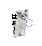 可愛い猫写真スタンプ1（個別スタンプ：21）