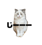 可愛い猫写真スタンプ1（個別スタンプ：22）