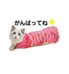可愛い猫写真スタンプ1（個別スタンプ：23）