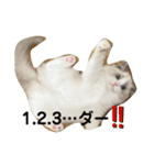 可愛い猫写真スタンプ1（個別スタンプ：24）
