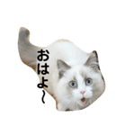 可愛い猫写真スタンプ1（個別スタンプ：27）
