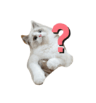 可愛い猫写真スタンプ1（個別スタンプ：31）
