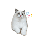 可愛い猫写真スタンプ1（個別スタンプ：35）