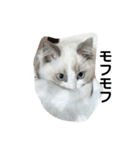 可愛い猫写真スタンプ1（個別スタンプ：37）