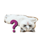 可愛い猫写真スタンプ1（個別スタンプ：38）