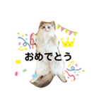 可愛い猫写真スタンプ1（個別スタンプ：40）