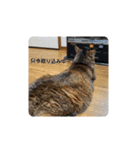 我が家の可愛い家族達{しぐれ＆ちろろ}（個別スタンプ：1）