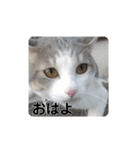 我が家の可愛い家族達{しぐれ＆ちろろ}（個別スタンプ：5）