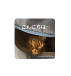 我が家の可愛い家族達{しぐれ＆ちろろ}（個別スタンプ：7）