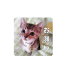 我が家の可愛い家族達{しぐれ＆ちろろ}（個別スタンプ：17）
