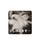 我が家の可愛い家族達{しぐれ＆ちろろ}（個別スタンプ：20）