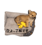 Komugi 1st（個別スタンプ：8）