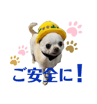 チワワ工務店勤めです（個別スタンプ：1）