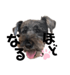 看板犬たち（個別スタンプ：3）