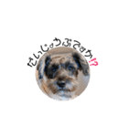 看板犬たち（個別スタンプ：4）