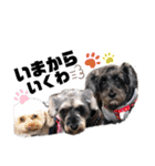 看板犬たち（個別スタンプ：7）