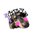 看板犬たち（個別スタンプ：9）