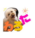 看板犬たち（個別スタンプ：10）