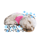 看板犬たち（個別スタンプ：11）