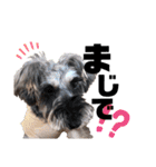 看板犬たち（個別スタンプ：12）