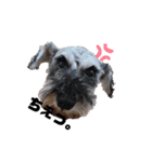 看板犬たち（個別スタンプ：13）