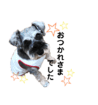 看板犬たち（個別スタンプ：14）